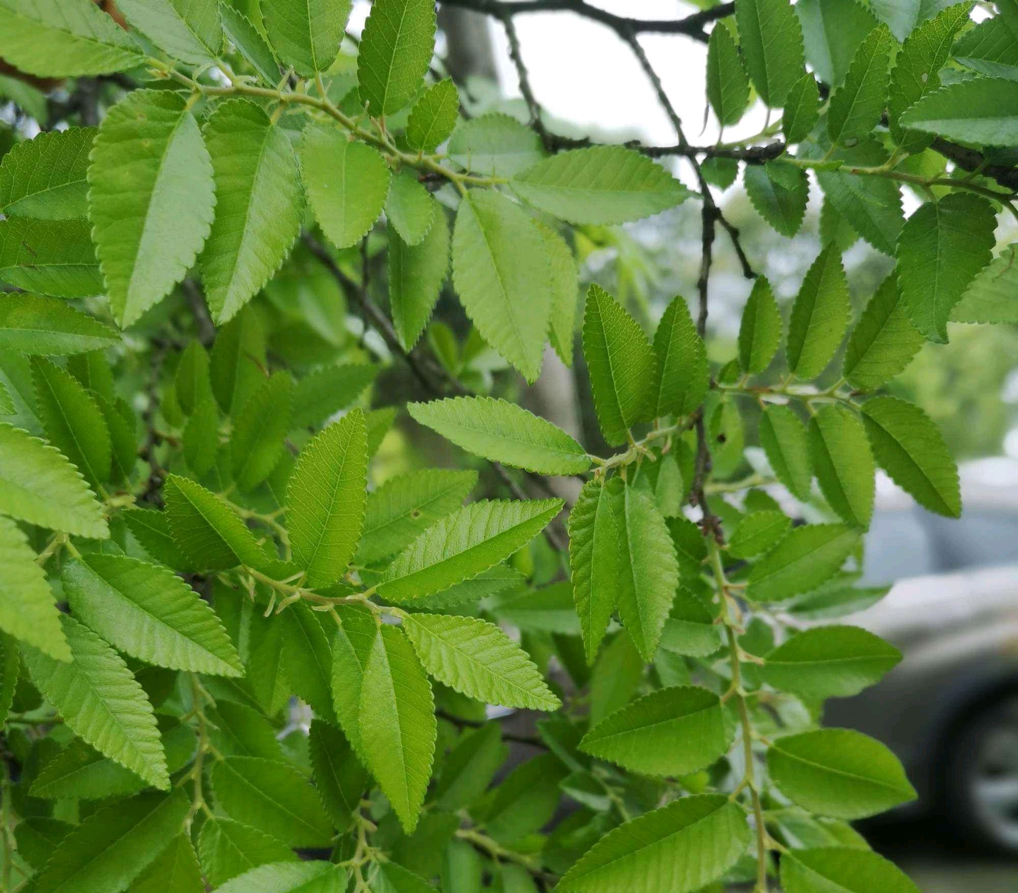 房子后面种榆树好不好（屋后种什么树最旺）