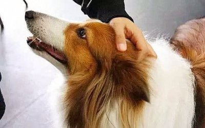 ​人在摸狗头的时候，对狗来说意味着什么？它们真的喜欢么