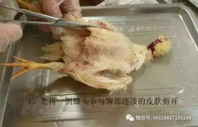 ​图文｜鸡体解剖的基本步骤和鸡体器官位置名称