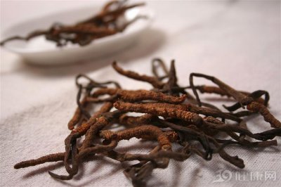 ​冬虫夏草的功效与作用（增强身体抵抗力  预防心血管疾病）