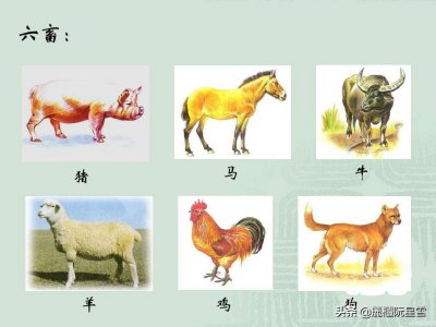 ​六畜是指哪六畜（六畜的不同叫法）