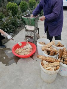 ​木瓜葛根 野生葛根加木瓜做早餐，简单又美味