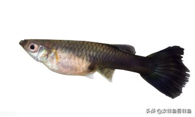 ​孔雀鱼的繁殖方法和注意事项，母孔雀鱼产后护理