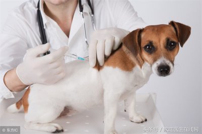 ​狂犬病发作 会经历这3个时期，别太迟知道