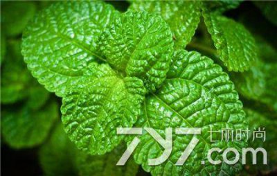 ​薄荷叶有何功效 薄荷叶功效与作用说明