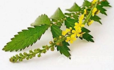 ​仙鹤草的作用 止血良药仙鹤草