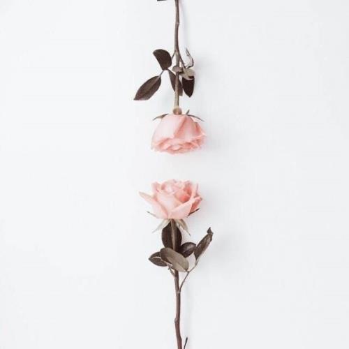 女性祝福语简短优美