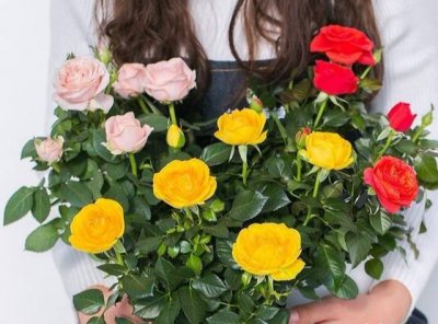 ​买的玫瑰花怎么养才不会枯萎（买的玫瑰花怎么养久一点）