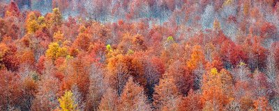 ​海棠是花还是树 海棠是花还是树木
