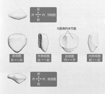 ​坚持学画：人体结构之骨骼部分——髌骨