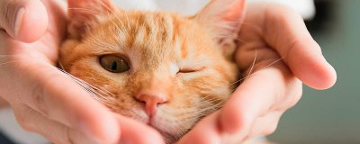 ​猫吃什么对毛好 猫吃什么毛会变好