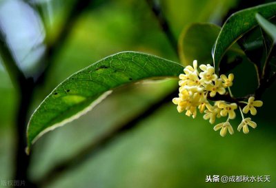 ​桂花花语和传说 桂花得花语