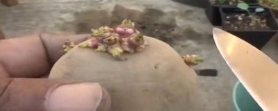 ​土豆长出了一点小芽还可以再吃吗 土豆长出了一点点芽还能吃吗