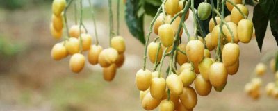 ​黄皮果怎样储存 黄皮果怎样保存好