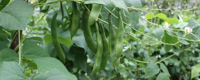 ​鲜芸豆可以放冷藏保存多久 芸豆怎么保存时间长新鲜