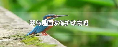 ​翠鸟是不是保护动物 翠鸟是国家几级保护动物?