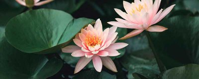 ​碗莲怎样种植相关视频 碗莲怎样种植家庭,视频