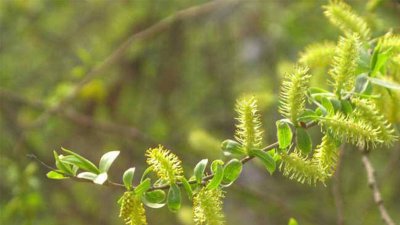 ​柳树芽能吃吗视频 柳树芽能吃吗有什么功效 肝