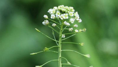 ​荠菜属于发物吗 荠菜属于发物吗?