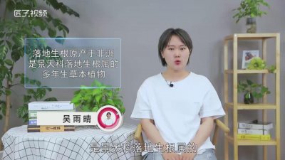 ​落地生根是什么样的花「落地生根是一种花吗」