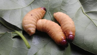 ​吃竹子的害虫 竹节虫吃竹子吗