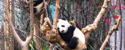 ​大熊猫是哪个科的动物 大熊猫是哪个科的动物图片
