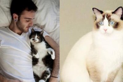 ​养猫的男人恋爱心理 喜欢猫的男人心理学