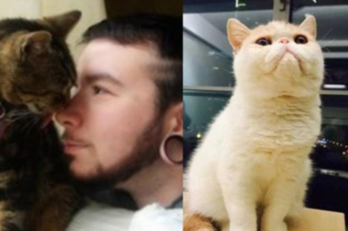 情感养猫的男人恋爱心理 喜欢猫的男人心理学  2