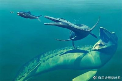 ​科学界唯一一次水怪被证实！跨度100年，3次追击水怪，最终在鲸鱼体内