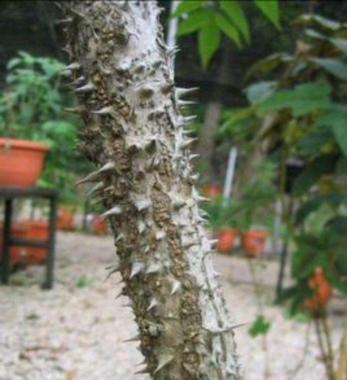 楤木是一种什么样植物，有何用途