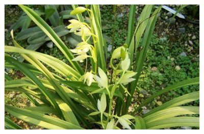 ​乡间这种野兰花，比吊兰，君子兰还高贵，易养护花开像猴脸，很棒