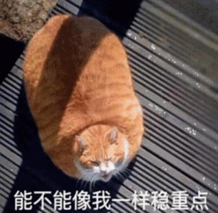 ​宠物表情包你老婆生了！真的啥色的像极了爱情