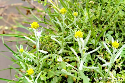 ​农村随处可见的野草，开着黄花价值高，人称“草中燕窝”