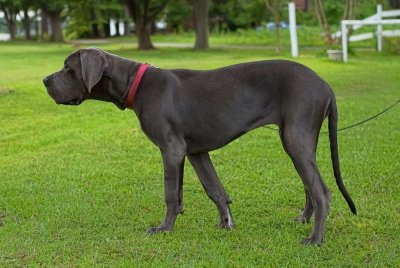 ​世界上最大的25种犬种②