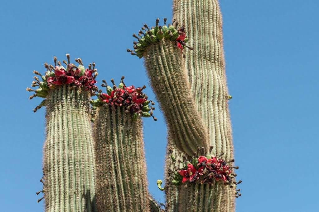 巨柱仙人掌（Carnegiea gigantea）