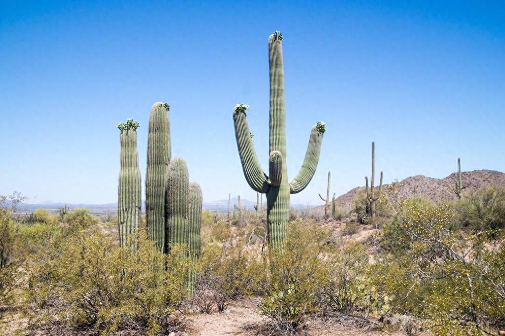 巨柱仙人掌（Carnegiea gigantea）