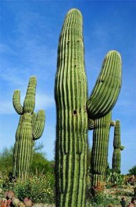 ​巨柱仙人掌（Carnegiea gigantea）