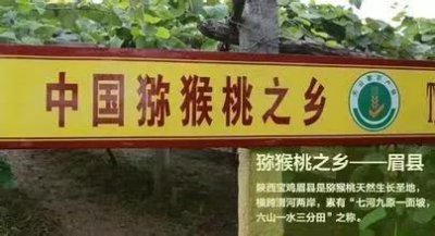 ​揭秘丨眉县猕猴桃为啥这么受欢迎