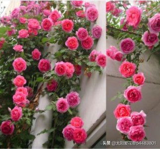 ​花开艳丽的藤本蔷薇，学会这样管理四季开花美醉了