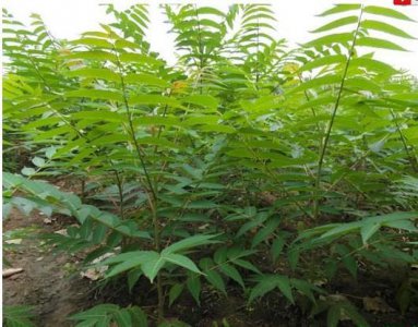​农村常见的臭椿树的用途