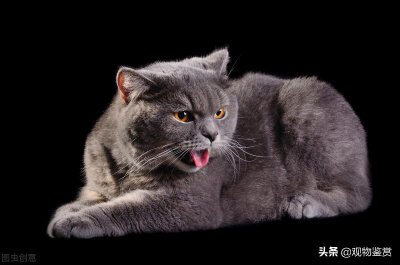 ​猫从未被真正驯化，是不会服从人类的，虐猫时为什么猫不反抗