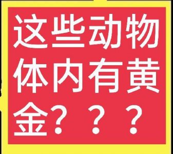 ​传说这些动物体内含有黄金，是真的吗？这里有详细说明