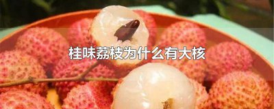 ​桂味荔枝核大是怎么回事 桂味荔枝为什么有的核大有的核小
