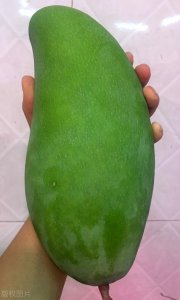 ​攀枝花金煌芒果简介