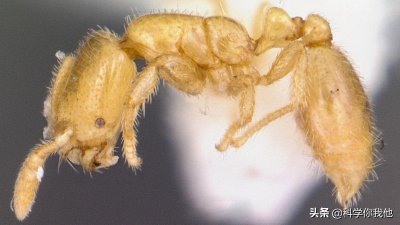 ​蚂蚁中的「小贼」，竟然偷吃同类的幼虫