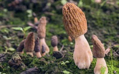​羊肚菌一般生长在什么地方？