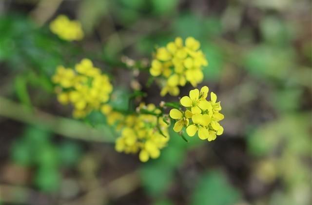 秋收季节的唯美说说(41句) 秋收季节的唯美说说(41句)