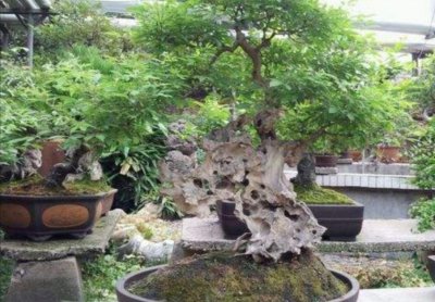 ​山上遍地的黄荆，做成漂亮盆景，古朴苍劲观赏性强