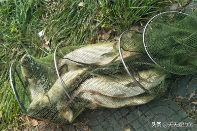 ​三伏天野钓鲢鳙，试试水怪钓法，专攻超大体型