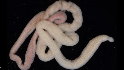 ​动物界的暗影刺客“纽虫” 拥有恐怖再生能力的生物